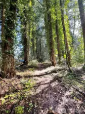Room enough for your own forest walk.