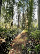 This 12+ acre parcel is both convient to town yet is very private. A great island sanctuary.