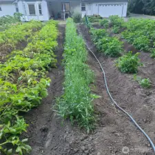 Gardening to fill the canning room