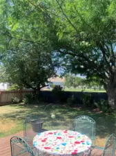 Beautiful Shade Trees