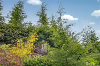 Trees