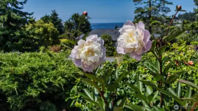 Oh Peony - how fine you are!
