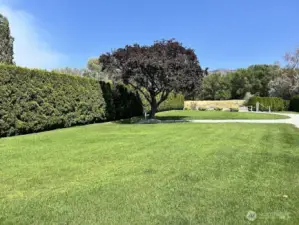 Front green lawn