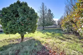 Back yard (back section) with folliage