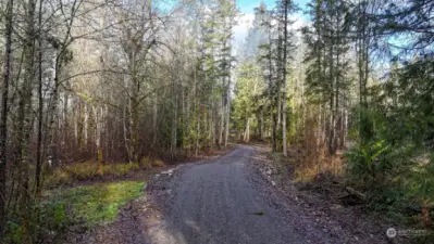 Follow your driveway through the tall trees.