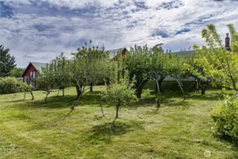 ORCHARD