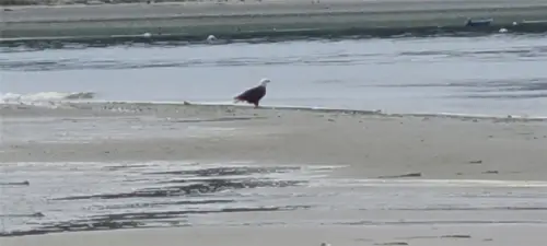 Eagle fishing at low tide