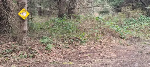 Chicken Crossing is across from the driveway