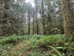 This acreage has walking trails, fir trees, cedar trees as well as maple. The ferns and moss make a lush carpet through the woods.