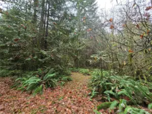 One of the walking trails