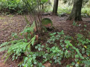 Natural vegetation throughout the property. You could truly make this property look like a park
