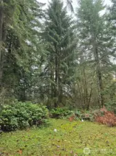 Large fir trees through out the property