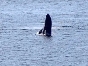 A gray whale right out in front of the house. This is a common sight from March through the Summer.