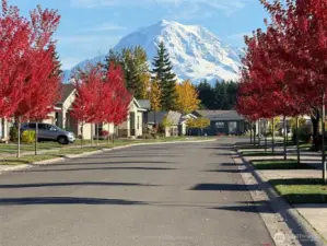 Majestic Mt. Rainier