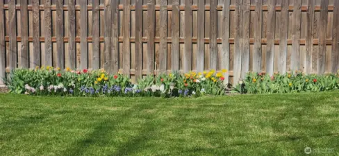 Spring tulips