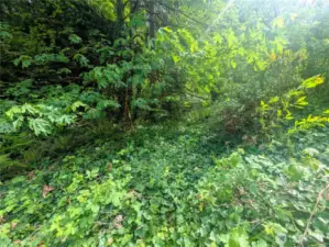 Perfect setting for forest bathing restoration.