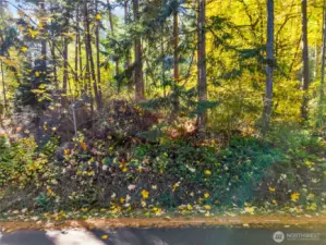 Street-level view of the upland parcel’s natural setting, surrounded by mature evergreens and native vegetation.