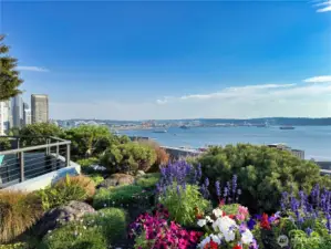 Check out this stunning rooftop garden with beautiful florals & lush plants looking out to the sound.