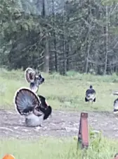 Lots of turkeys on your property