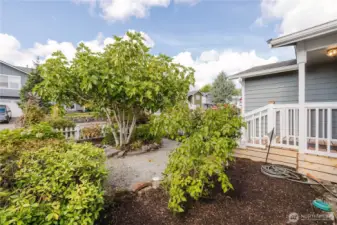 A fig tree , pear tree , flowers and bushes in the front yard.