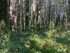 Loads of timber