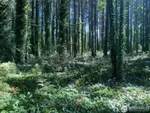 More timber
