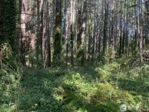 And more timber