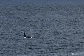 J,K and L pods as well as Transient group as well as humpbacks