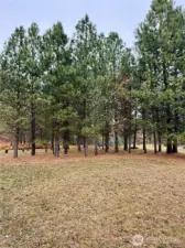 Ponderosa Pine Stand