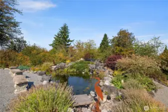 Tranquil and inviting waterfall and Koi pond.