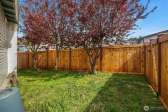 Back yard fully fenced