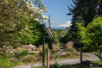 Partial Mt. Rainier view from the front yard
