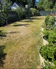 Lawn/Pet area