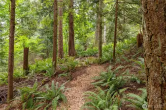 trail to the fire pit