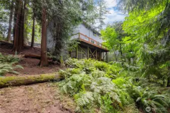 wooded back yard