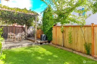 fenced backyard with established fruits - grape, fig, apples