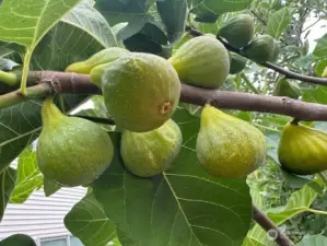 Figs