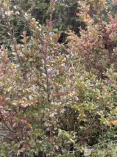 Blue Huckleberry - bountiful