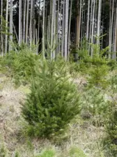 Full Fir tree