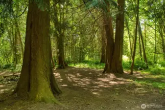 Cleared spaces under the trees.  Property is served by individual well for water & 3 bedroom septic.