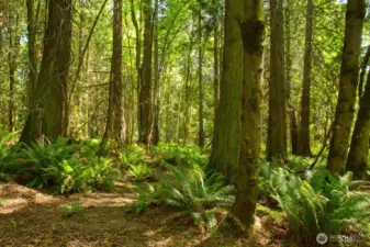 Beautiful Cedars, Maples, Alders & Swordferns.
