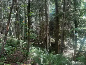 The back 10 acres is beautifully treed but rugged with limited access.
