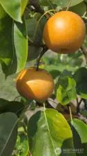 Asian Pears