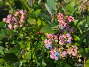 Blue berries