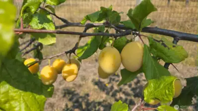 plums