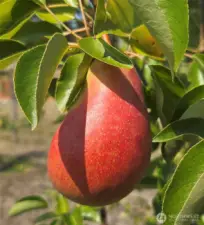 pears