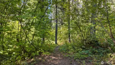 Trail through national forest leads to Lake Cle Elum.