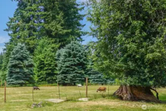 fenced pasture