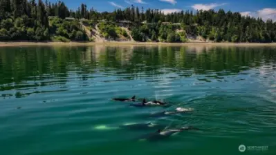 Watch the whales that frequent in front of your new home. Photo credit to: John Storbeck