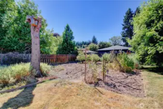 Garden area, blueberries bushes are loaded.